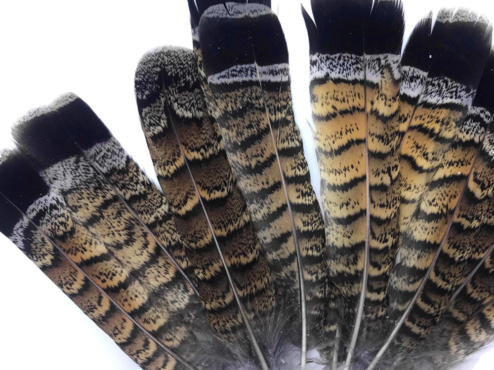 5 Pieces - Brown and Black Ruffed Grouse Tail Feathers