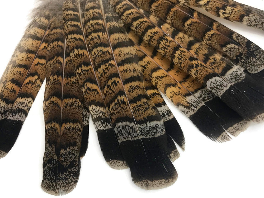 5 Pieces - Brown and Black Ruffed Grouse Tail Feathers