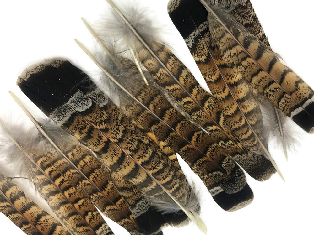 5 Pieces - Brown and Black Ruffed Grouse Tail Feathers