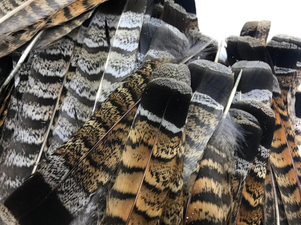 5 Pieces - Brown and Black Ruffed Grouse Tail Feathers