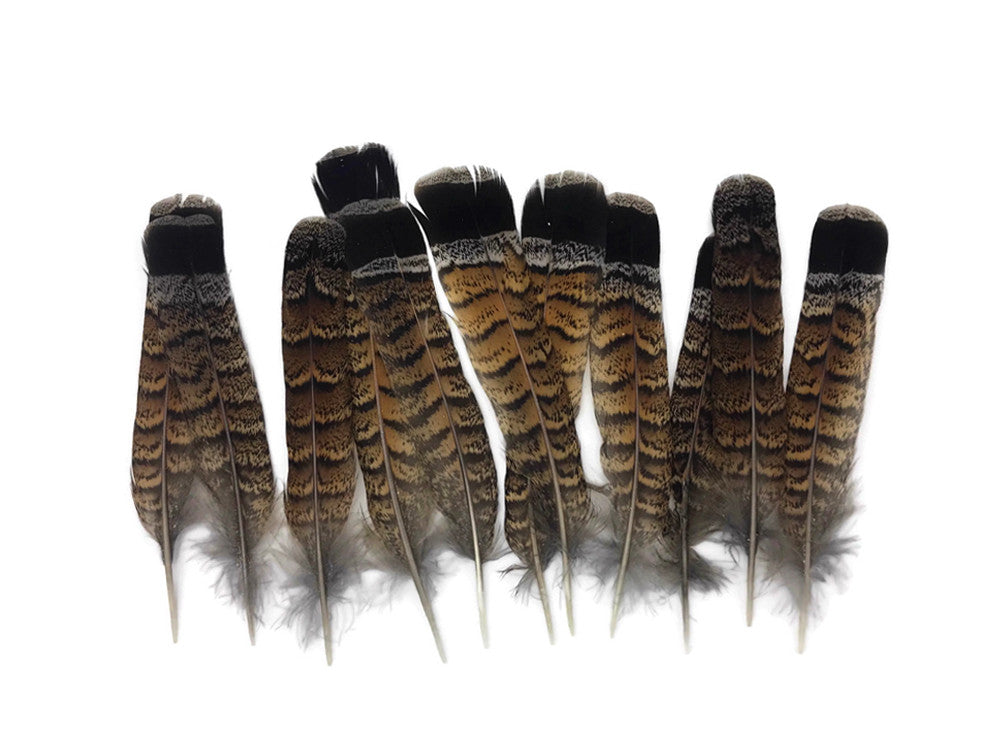 5 Pieces - Brown and Black Ruffed Grouse Tail Feathers