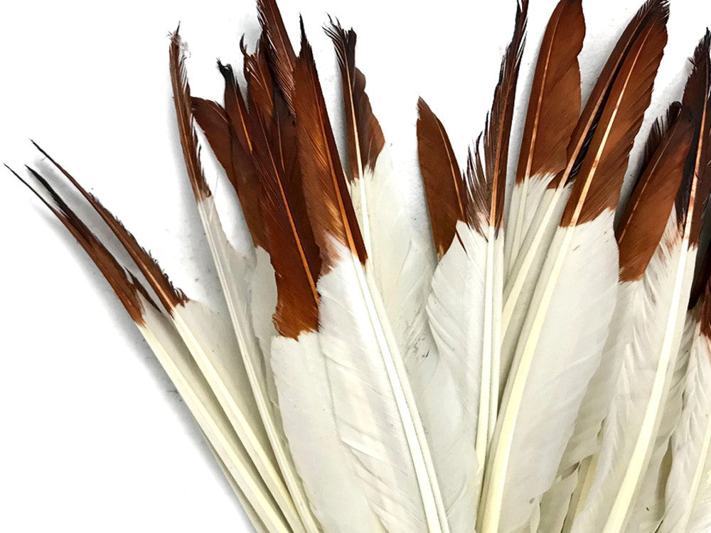 1/4 Lbs - Brown Tipped Duck Pointer Primary Wing Wholesale Feathers (Bulk)