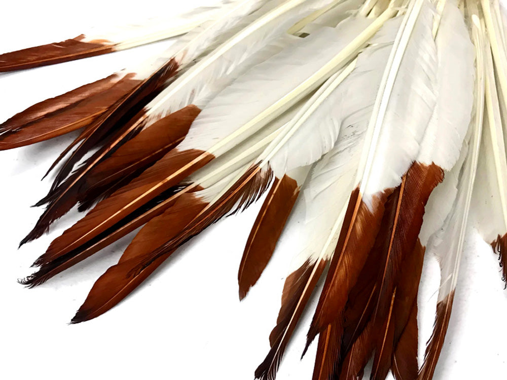 1/4 lbs. - Brown Tipped Duck Pointer Primary Wing Wholesale Feathers (Bulk)