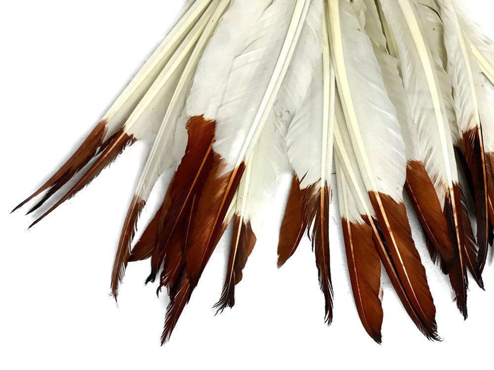 1/4 Lbs - Brown Tipped Duck Pointer Primary Wing Wholesale Feathers (Bulk)