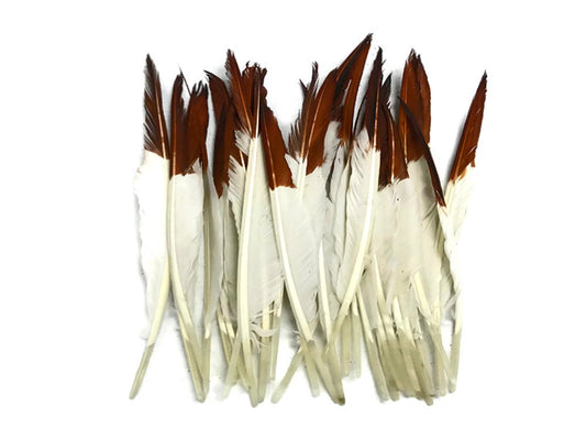 1 Pack - Brown Tipped Duck Primary Wing Pointer Feathers 0.50 Oz.