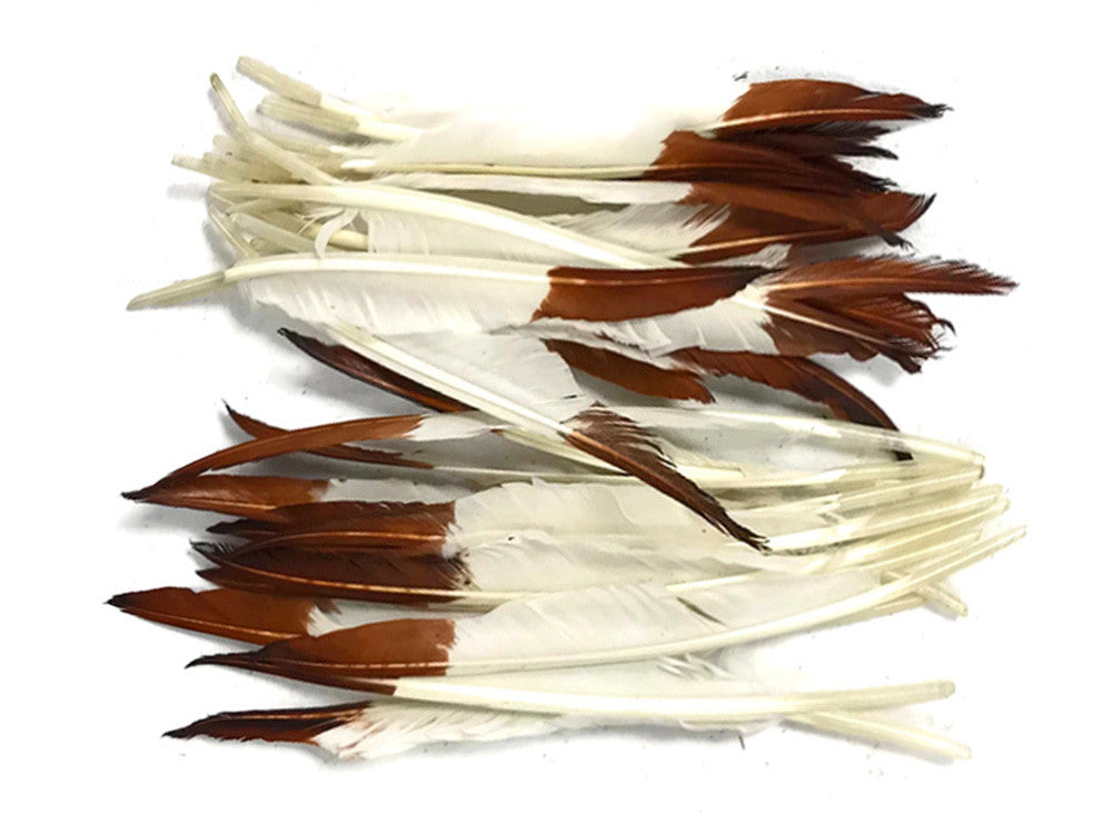 1/4 Lbs - Brown Tipped Duck Pointer Primary Wing Wholesale Feathers (Bulk)