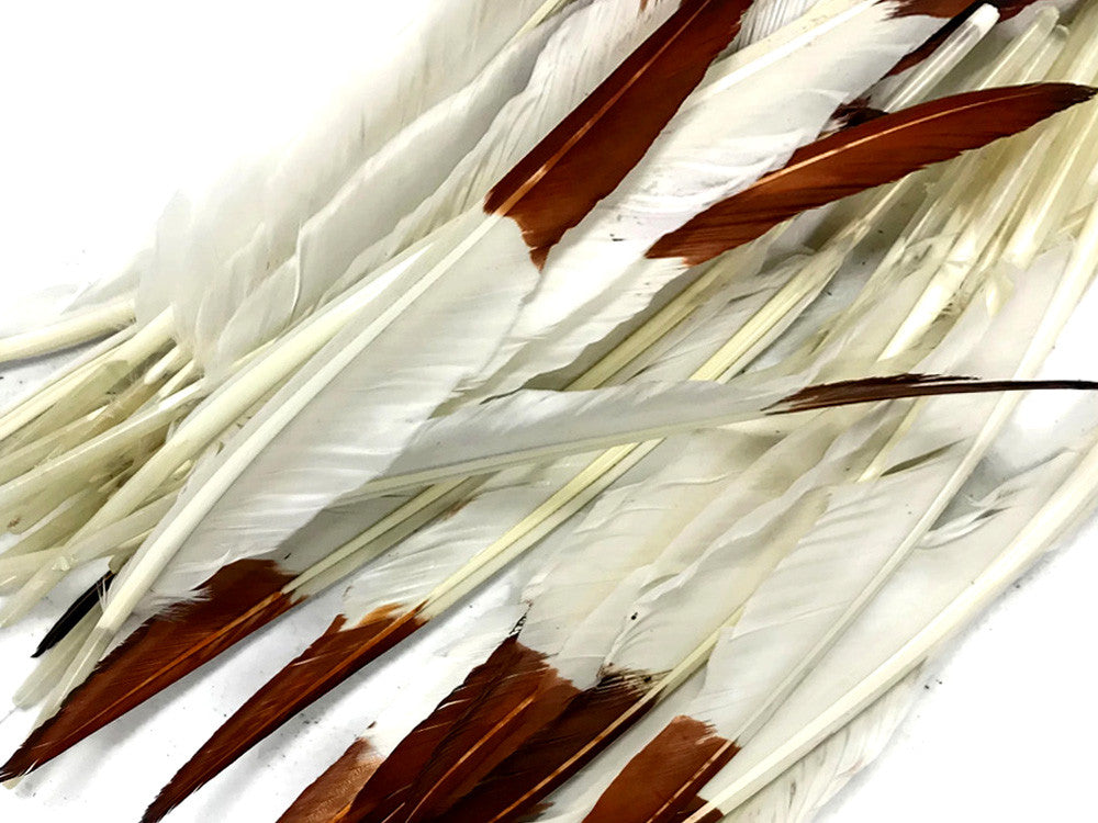 1/4 Lbs - Brown Tipped Duck Pointer Primary Wing Wholesale Feathers (Bulk)