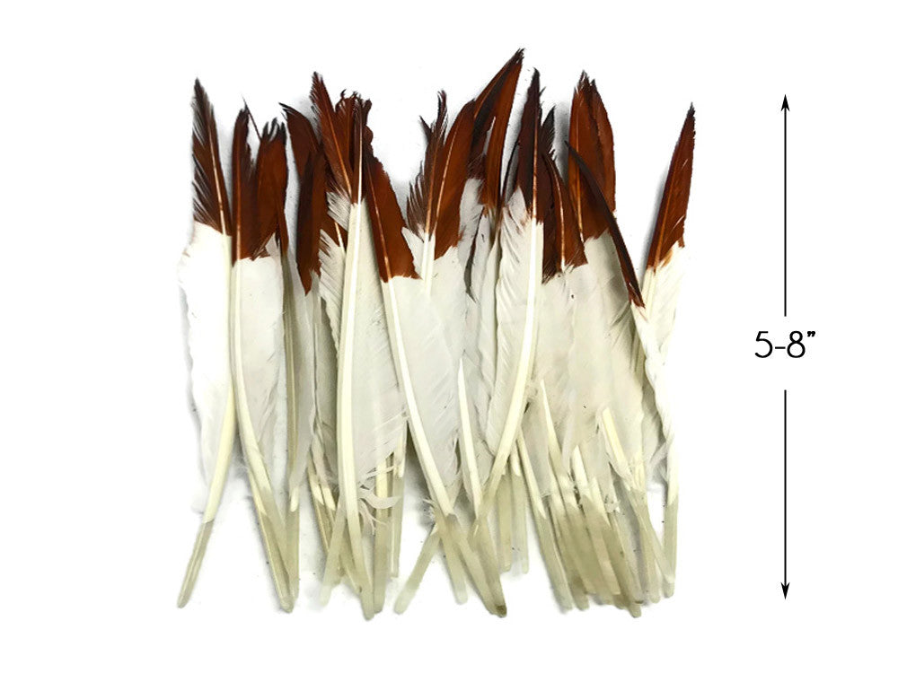 1/4 Lbs - Brown Tipped Duck Pointer Primary Wing Wholesale Feathers (Bulk)