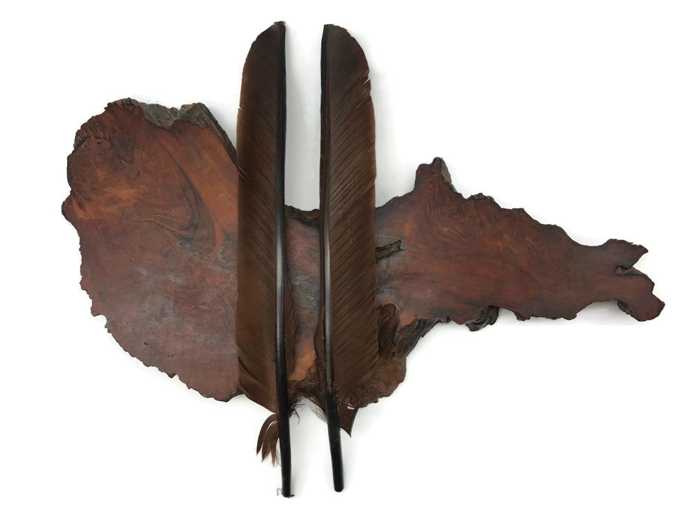 6 Pieces - Brown Turkey Pointers Primary Wing Quill Large Feathers