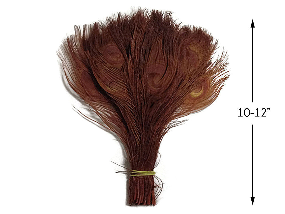 5 Pieces – Chocolate Brown Bleached & Dyed Peacock Tail Eye Feathers 10-12” Long 