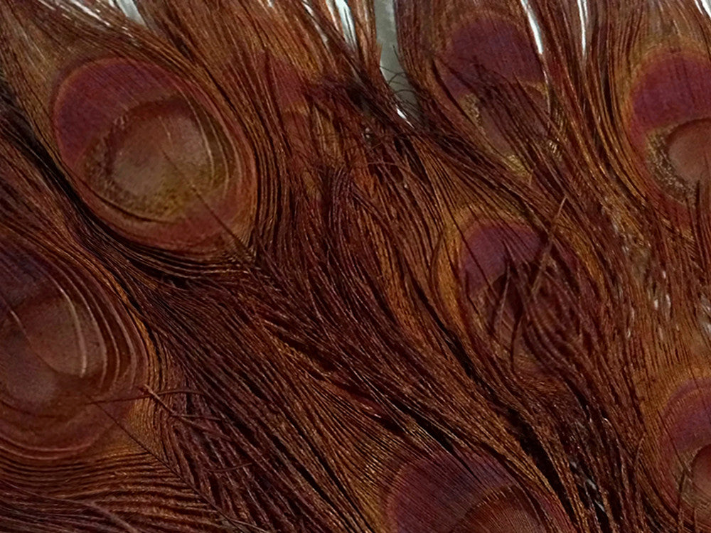 100 Pieces – Chocolate Brown Bleached & Dyed Peacock Tail Eye Wholesale Feathers (Bulk) 10-12” Long 