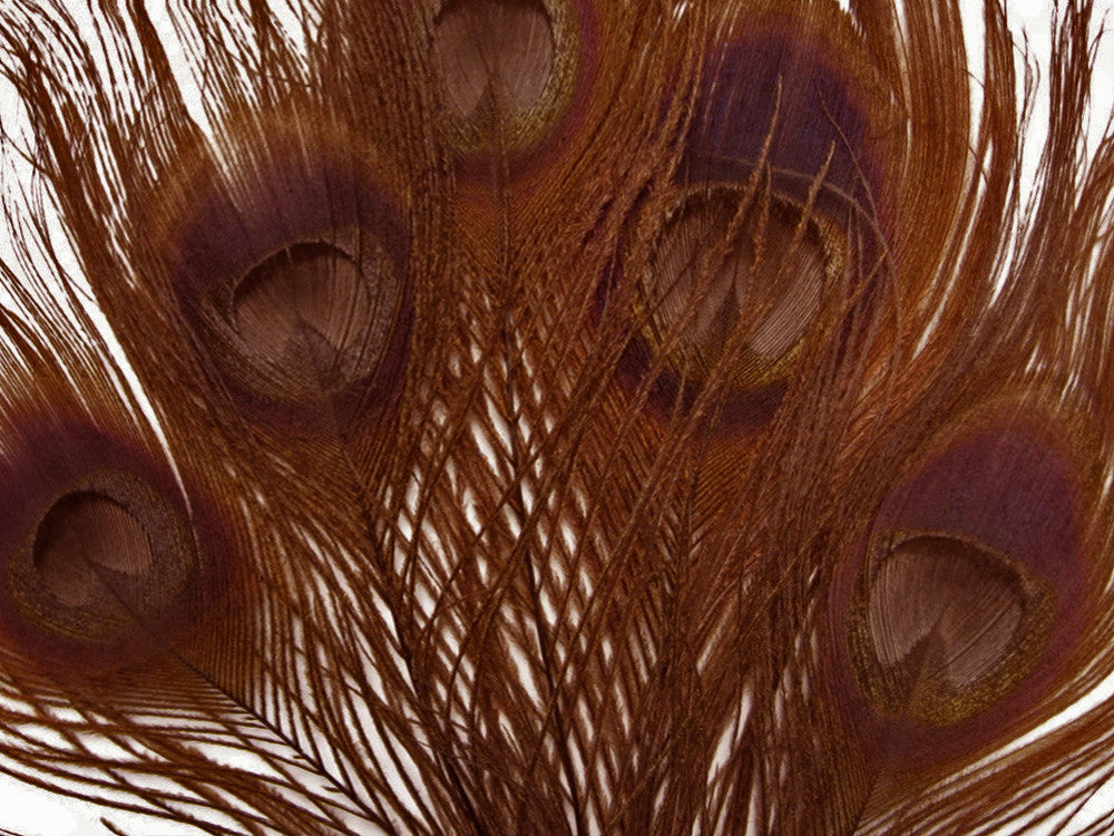 100 Pieces – Chocolate Brown Bleached & Dyed Peacock Tail Eye Wholesale Feathers (Bulk) 10-12” Long 