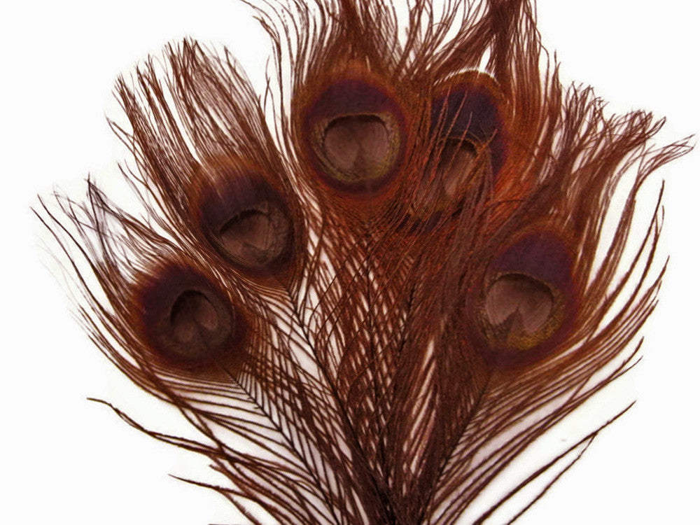 5 Pieces – Chocolate Brown Bleached & Dyed Peacock Tail Eye Feathers 10-12” Long 