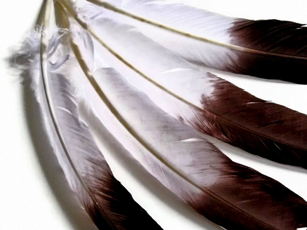 6 Pieces - Brown Tipped "Imitation Eagle" Turkey Tom Rounds Secondary Wing Quill Feathers