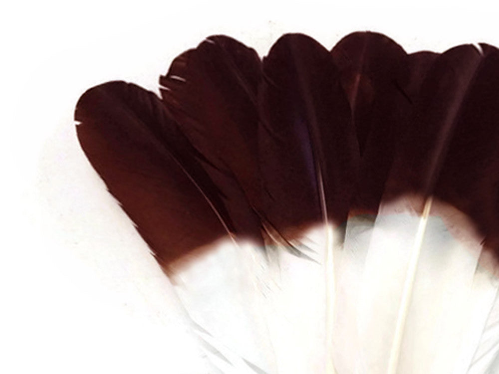 1/4 lbs. - Brown Tipped Tom Turkey Rounds Imitation "Eagle" Wholesale Feathers (Bulk)