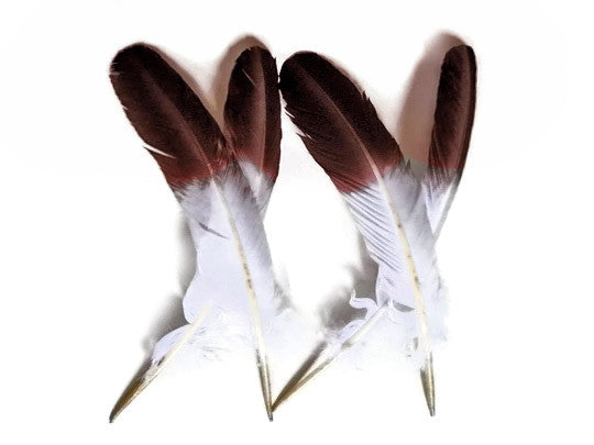 1/4 lbs. - Brown Tipped Tom Turkey Rounds Imitation "Eagle" Wholesale Feathers (Bulk)