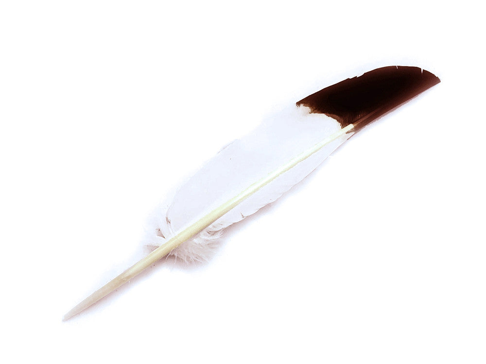 1/4 Lb - Brown Tipped Turkey Pointers 'Imitation Eagle' Wing Wholesale Feathers (Bulk)