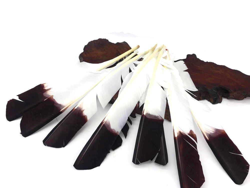 1/4 Lb - Brown Tipped Turkey Pointers 'Imitation Eagle' Wing Wholesale Feathers (Bulk)