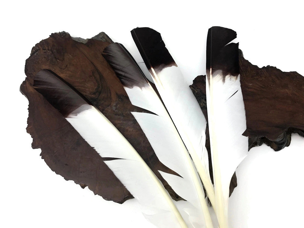 1/4 Lb - Brown Tipped Turkey Pointers 'Imitation Eagle' Wing Wholesale Feathers (Bulk)