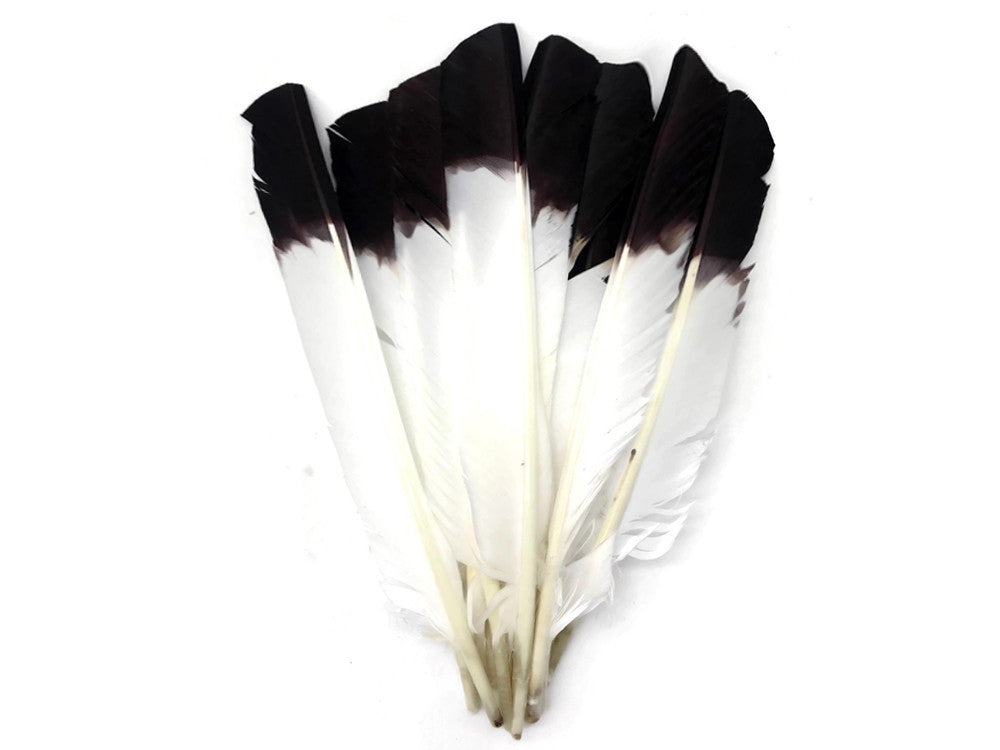 1/4 Lb - Brown Tipped Turkey Pointers 'Imitation Eagle' Wing Wholesale Feathers (Bulk)