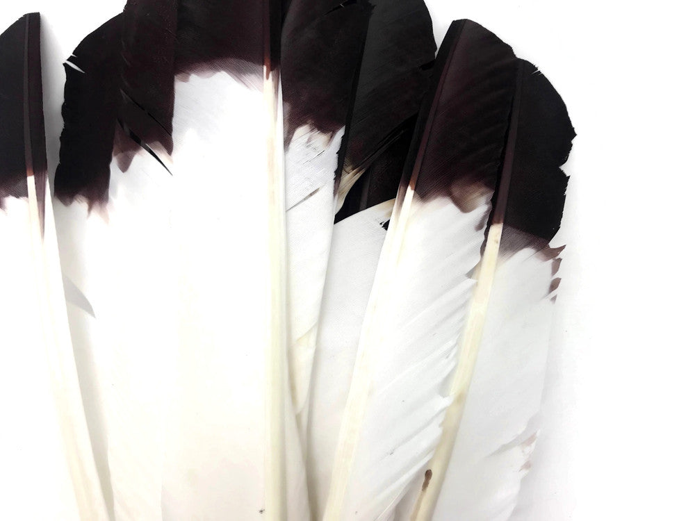 6 Pieces - Brown Tipped Turkey Pointers 'Imitation Eagle' Wing Large Feathers