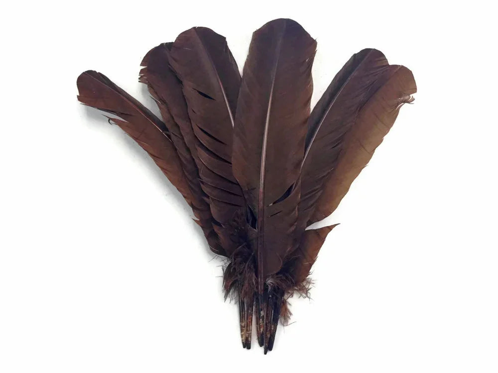 Set of natural dark brown feathers for DIY crafts and fashion decor.