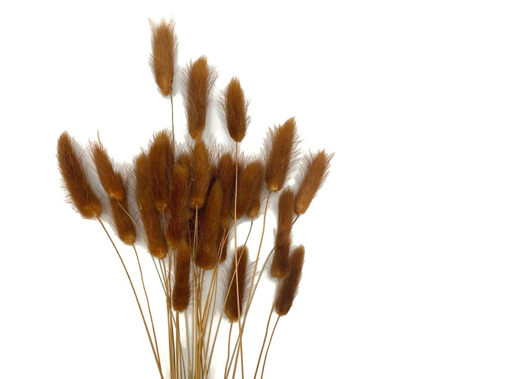 30 Pieces - 12-15" Burnt Orange Bunny Tail Preserved Dried Botanical Grass Bouquet