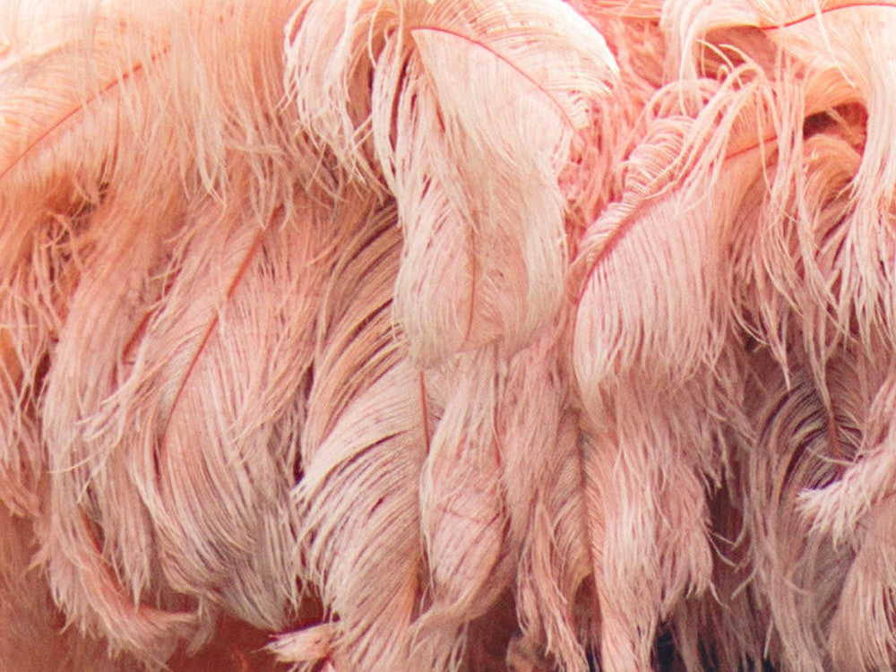 1/2 Lb. - 18-24" Champagne Large Ostrich Wing Plume Wholesale Feathers (Bulk)