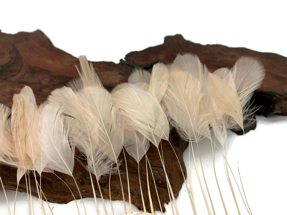 1 Dozen - Champagne Stripped Rooster Coque Tail Feathers