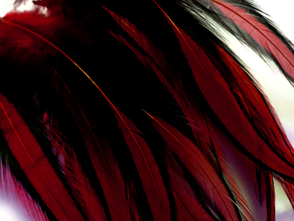 10 Pieces - Claret Dyed BLW Laced Long Rooster Cape Whiting Farms Feathers