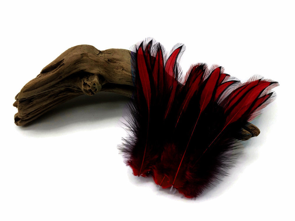 10 Pieces - Claret Dyed BLW Laced Long Rooster Cape Whiting Farms Feathers