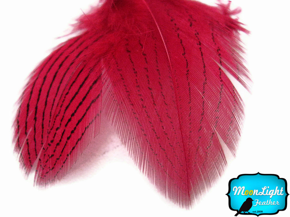 1 Dozen - Claret Silver Pheasant Feathers