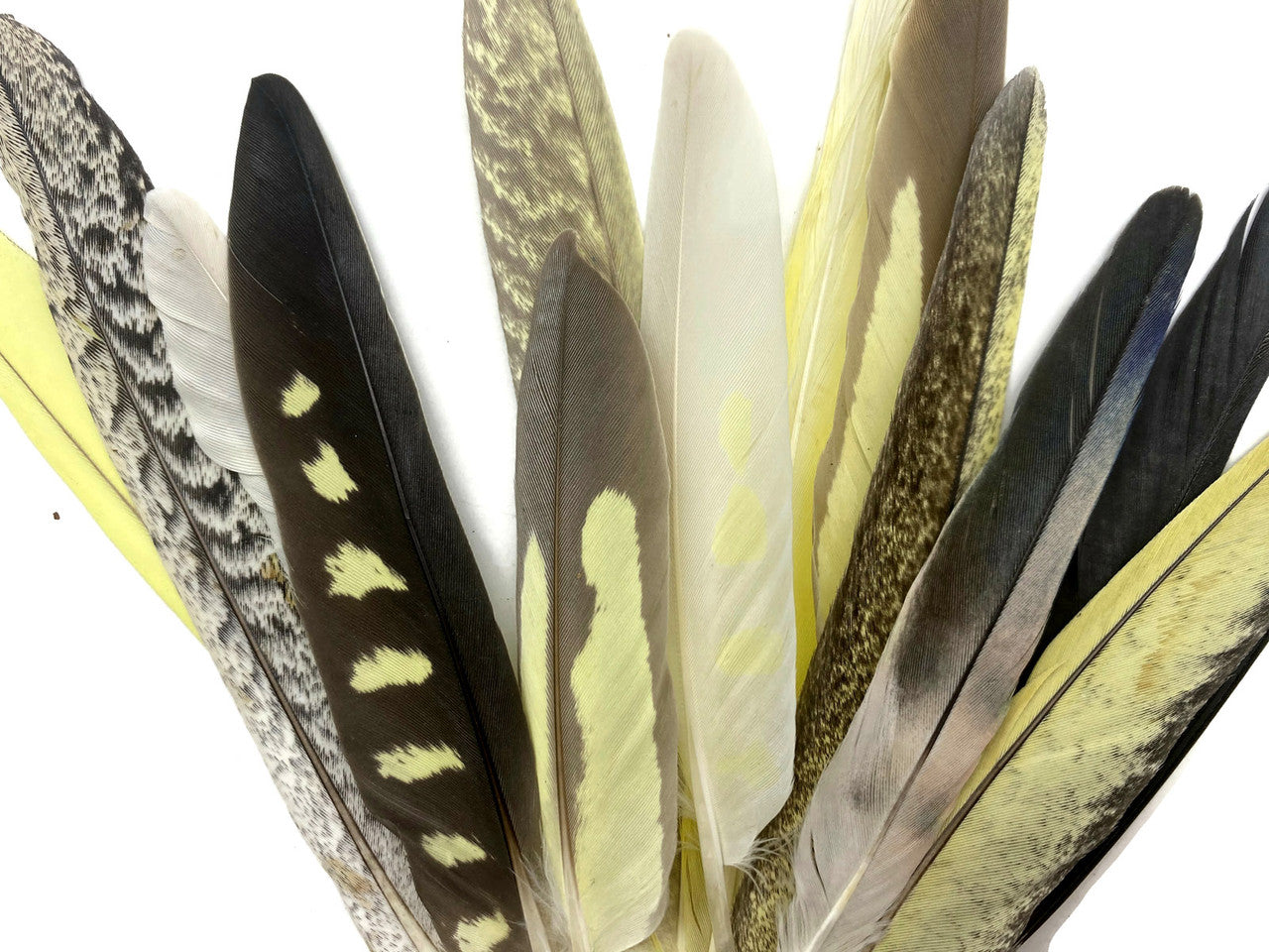4 Pieces - Multicolor Yellow, Gray, White Cockatiel Wing Ethically Sourced Feathers