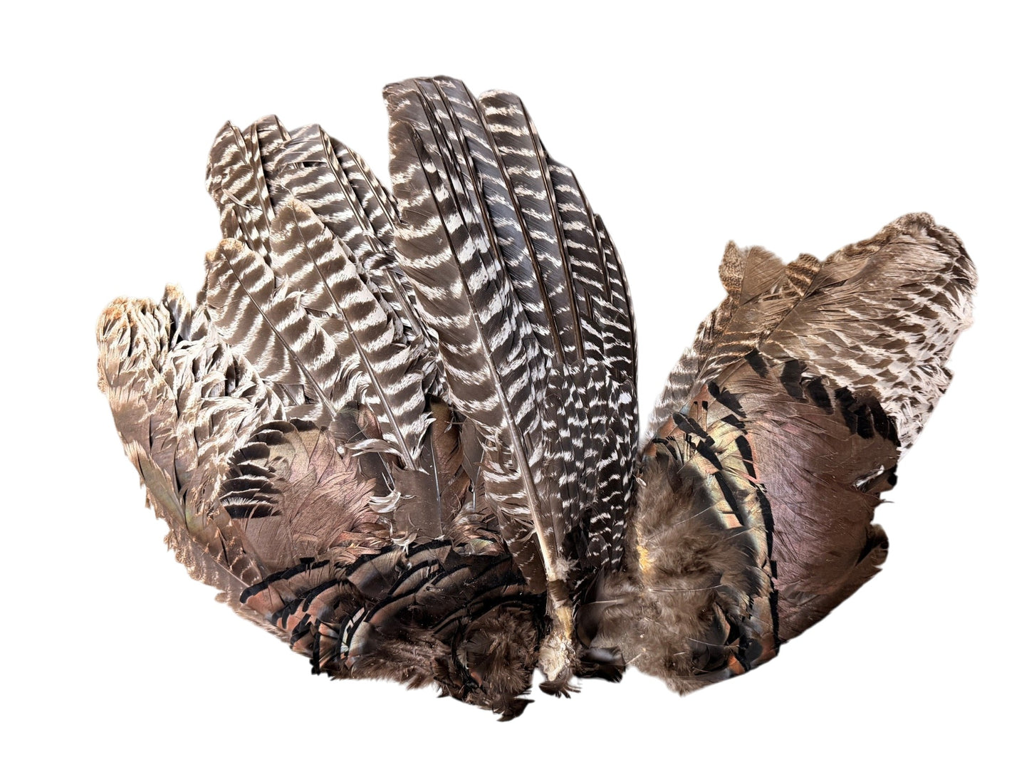 Collection 107 - Mix Random Feather Sample Pack (Bulk)