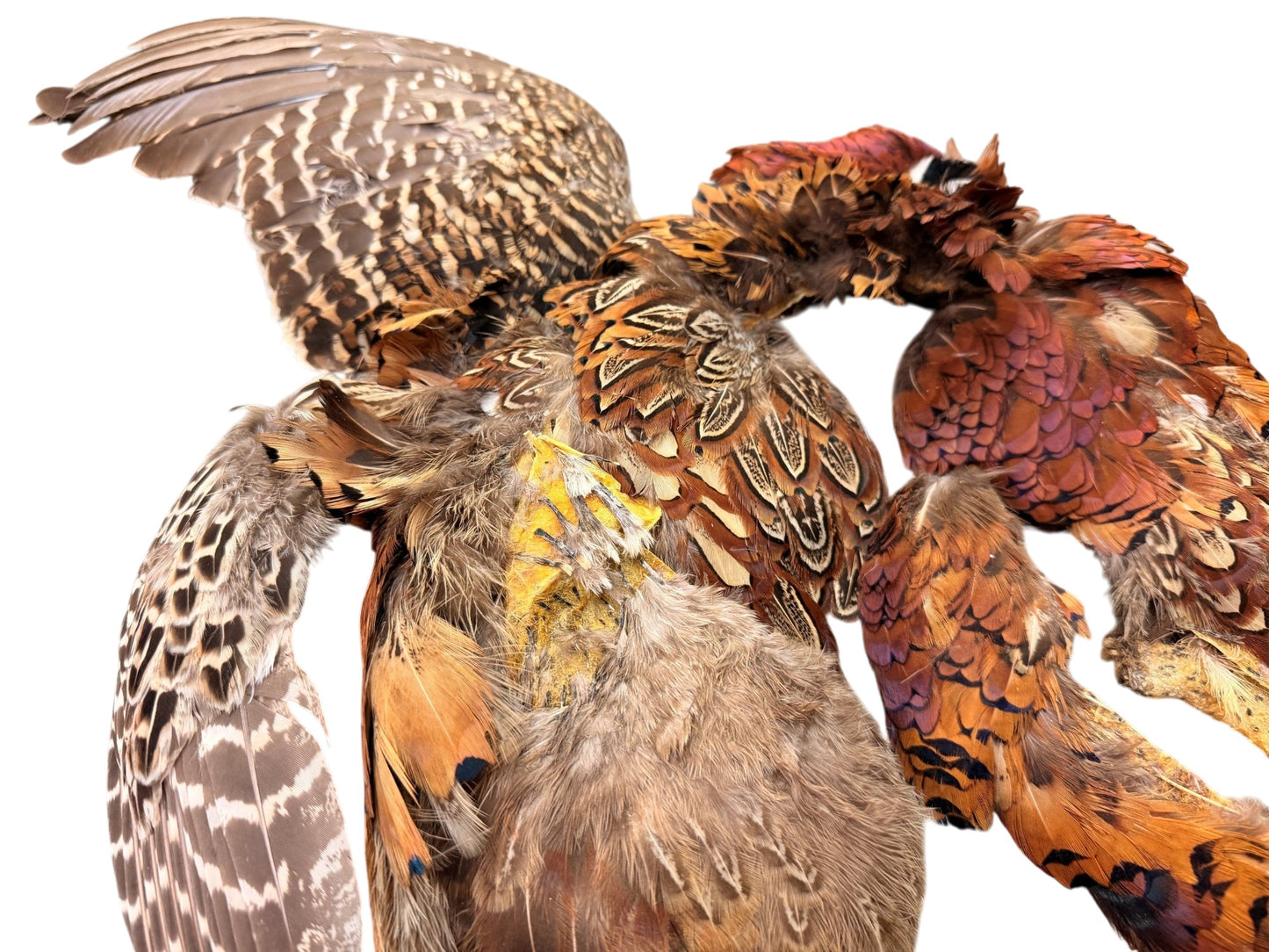 Collection 108 - Mix Random Feather Sample Pack (Bulk)
