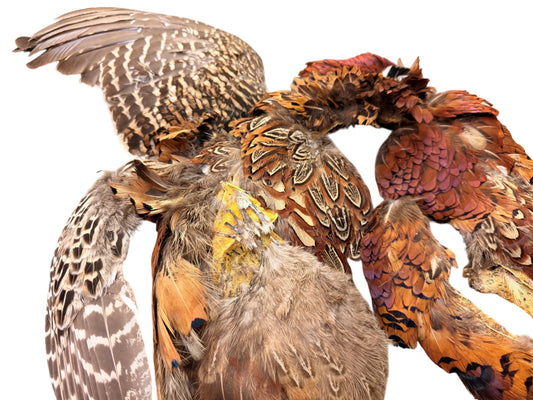 Collection 108 - Mix Random Feather Sample Pack (Bulk)