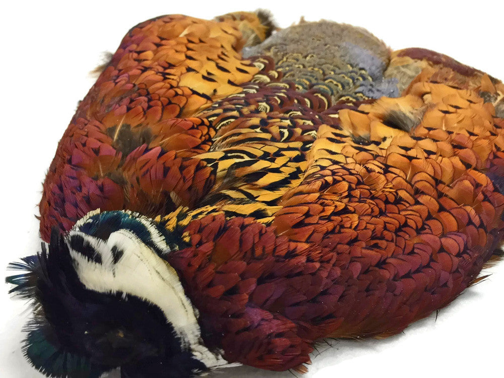 1 Piece - Complete Natural Ringneck Pheasant Skin Pelt Without Wing And Tails