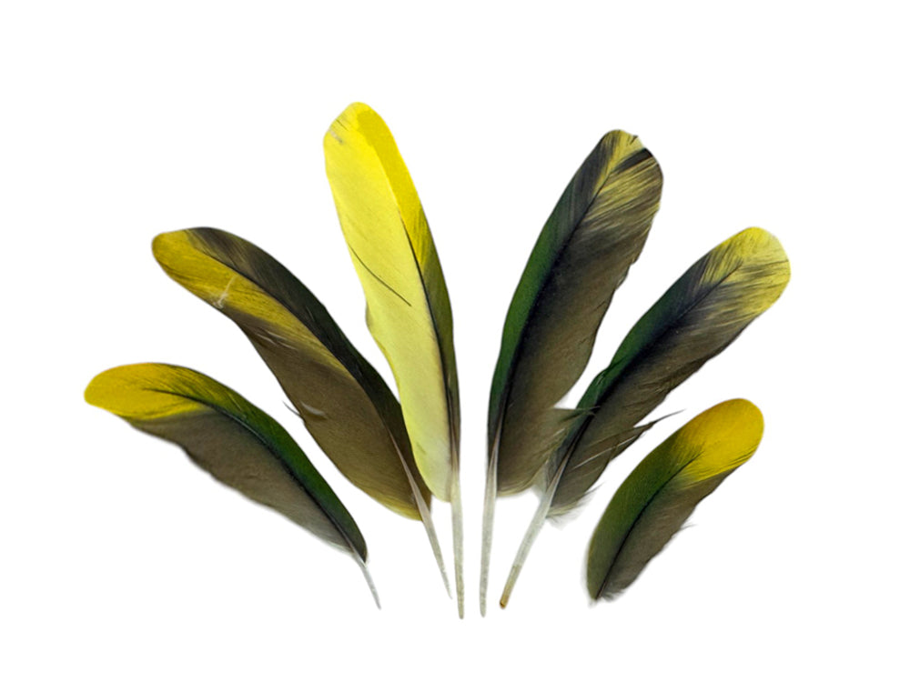 4 Pieces - Green & Yellow Conure Parrot Wing Feathers