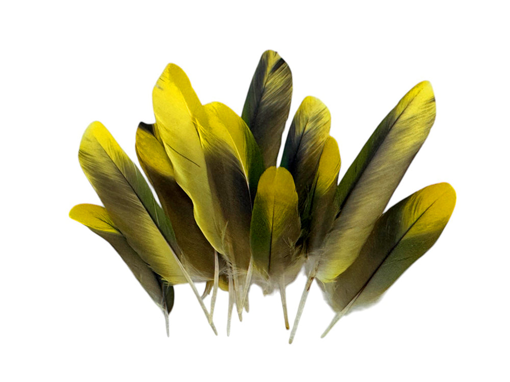 4 Pieces - Green & Yellow Conure Parrot Wing Feathers