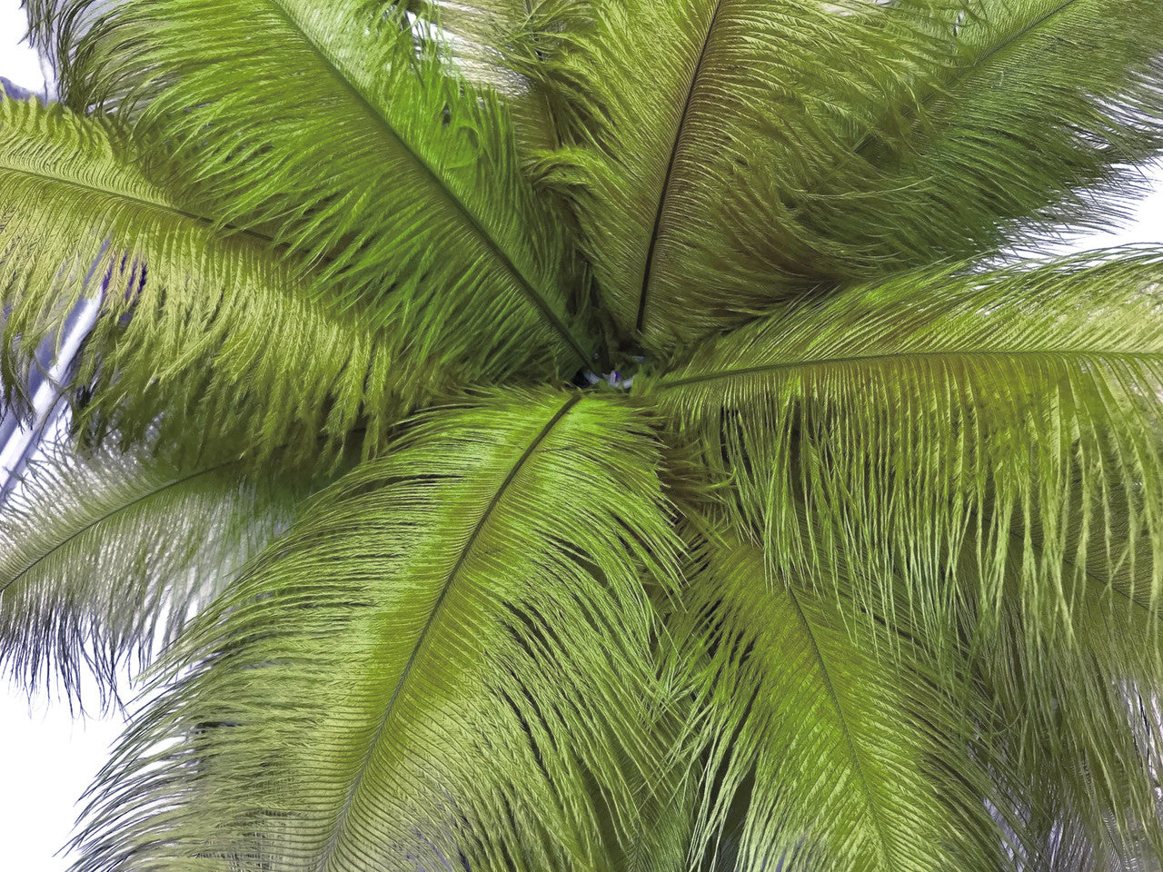 1/2 lb. - 14-17" Olive Green Ostrich Large Body Drab Wholesale Feathers (Bulk)