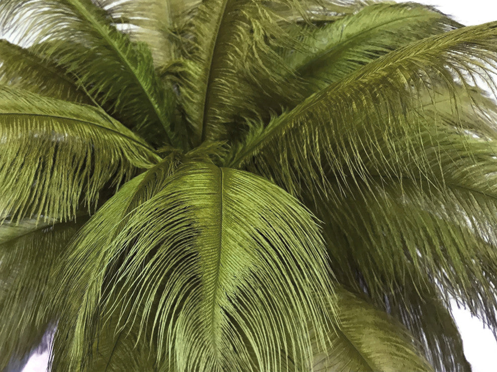1/2 lb. - 14-17" Olive Green Ostrich Large Body Drab Wholesale Feathers (Bulk)
