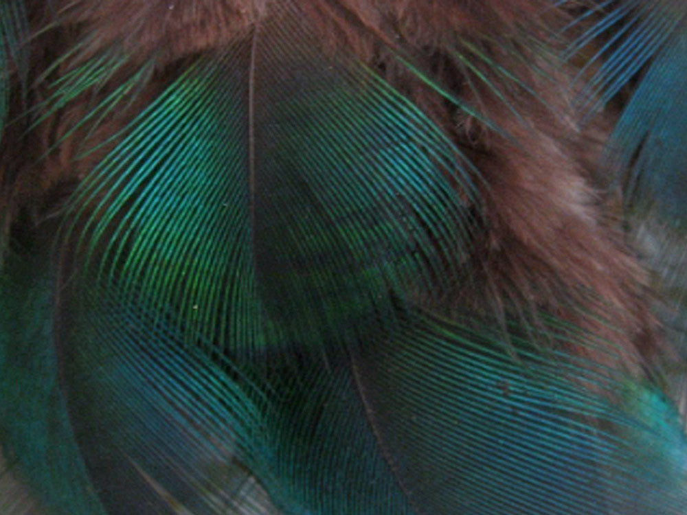 10 Pieces - Iridescent Green Peacock Plumage Loose Feathers