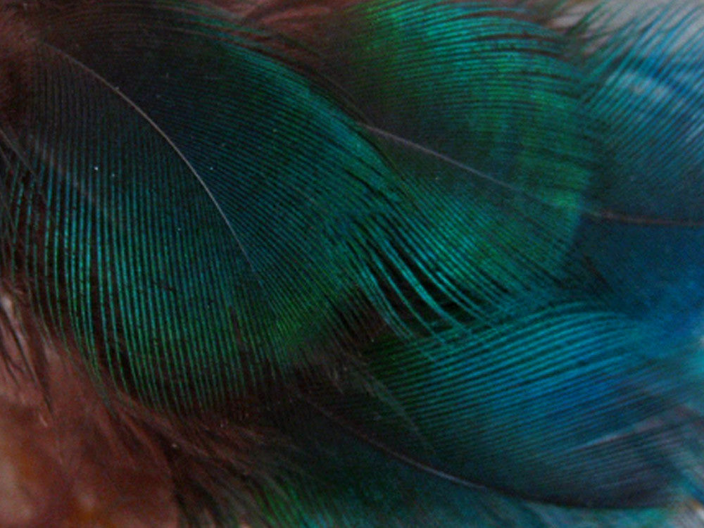 10 Pieces - Iridescent Green Peacock Plumage Loose Feathers