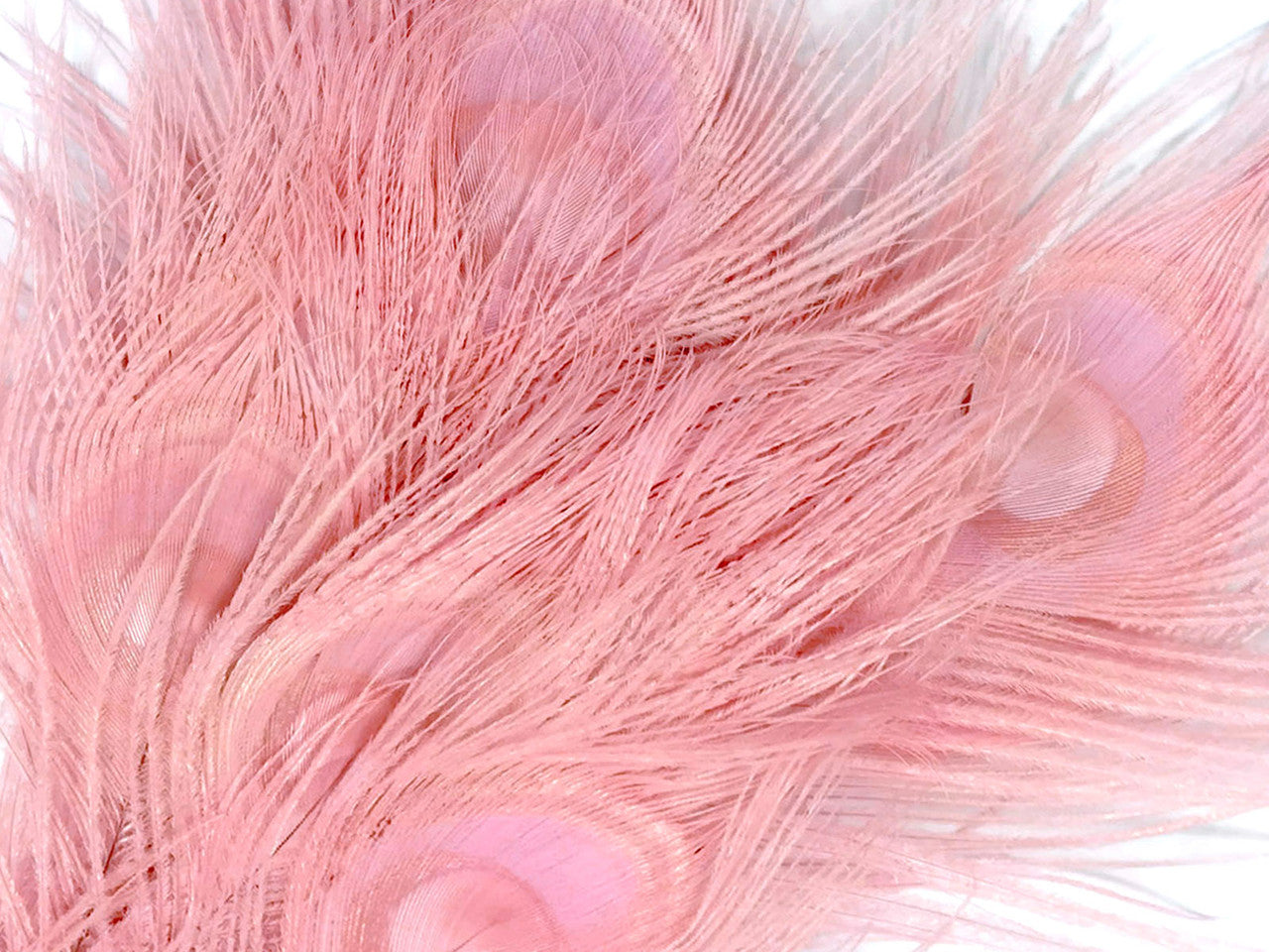 5 Pieces – Dusty Pink Bleached & Dyed Peacock Tail Eye Feathers 10-12” Long 