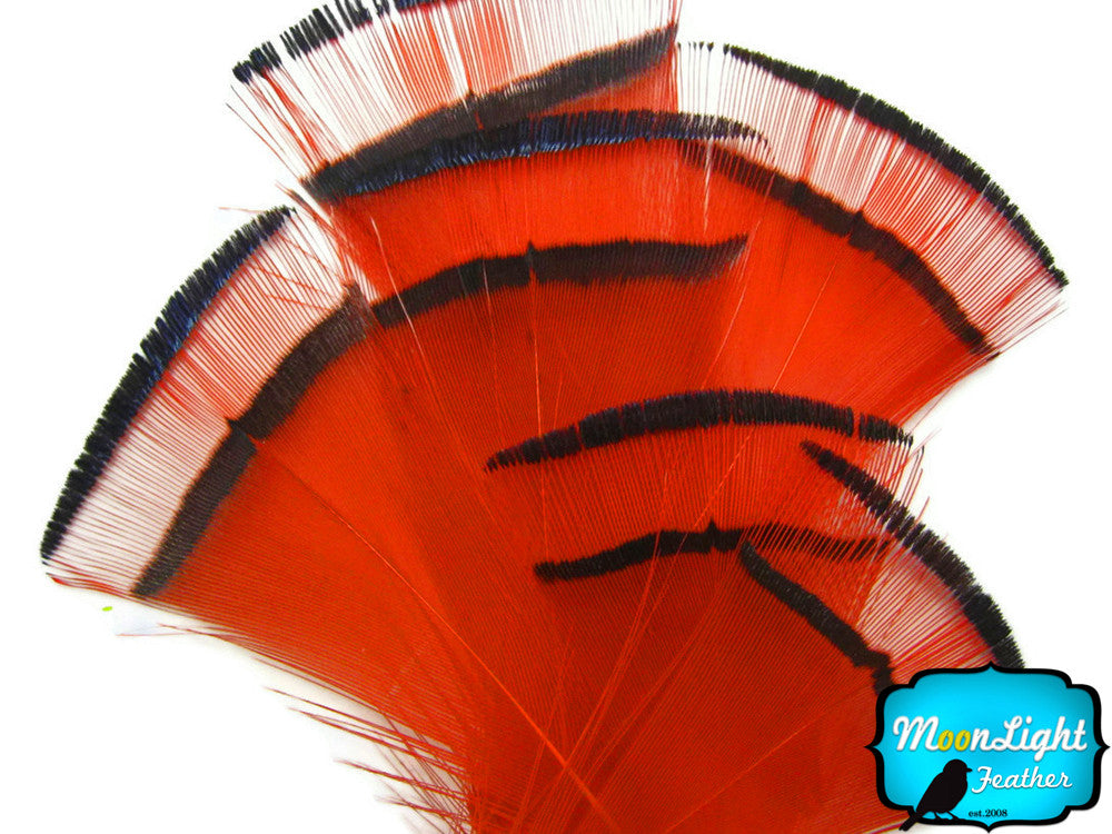 1 Dozen - Orange Golden Pheasant Tippet Feather