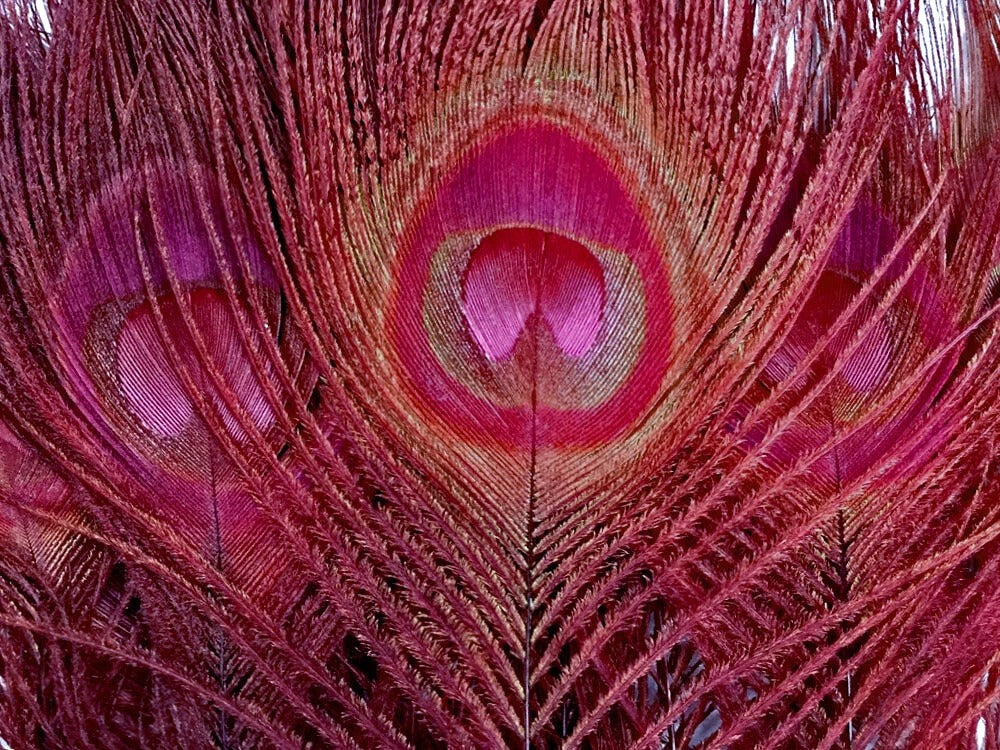 100 Pieces – Burgundy Bleached & Dyed Peacock Tail Eye Wholesale Feathers (Bulk) 10-12” Long