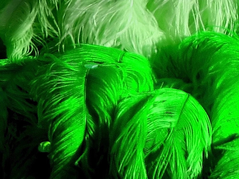 1/2 Lb. - 25-29" Lime Green Large Ostrich Wing Plume Wholesale Feathers (Bulk)