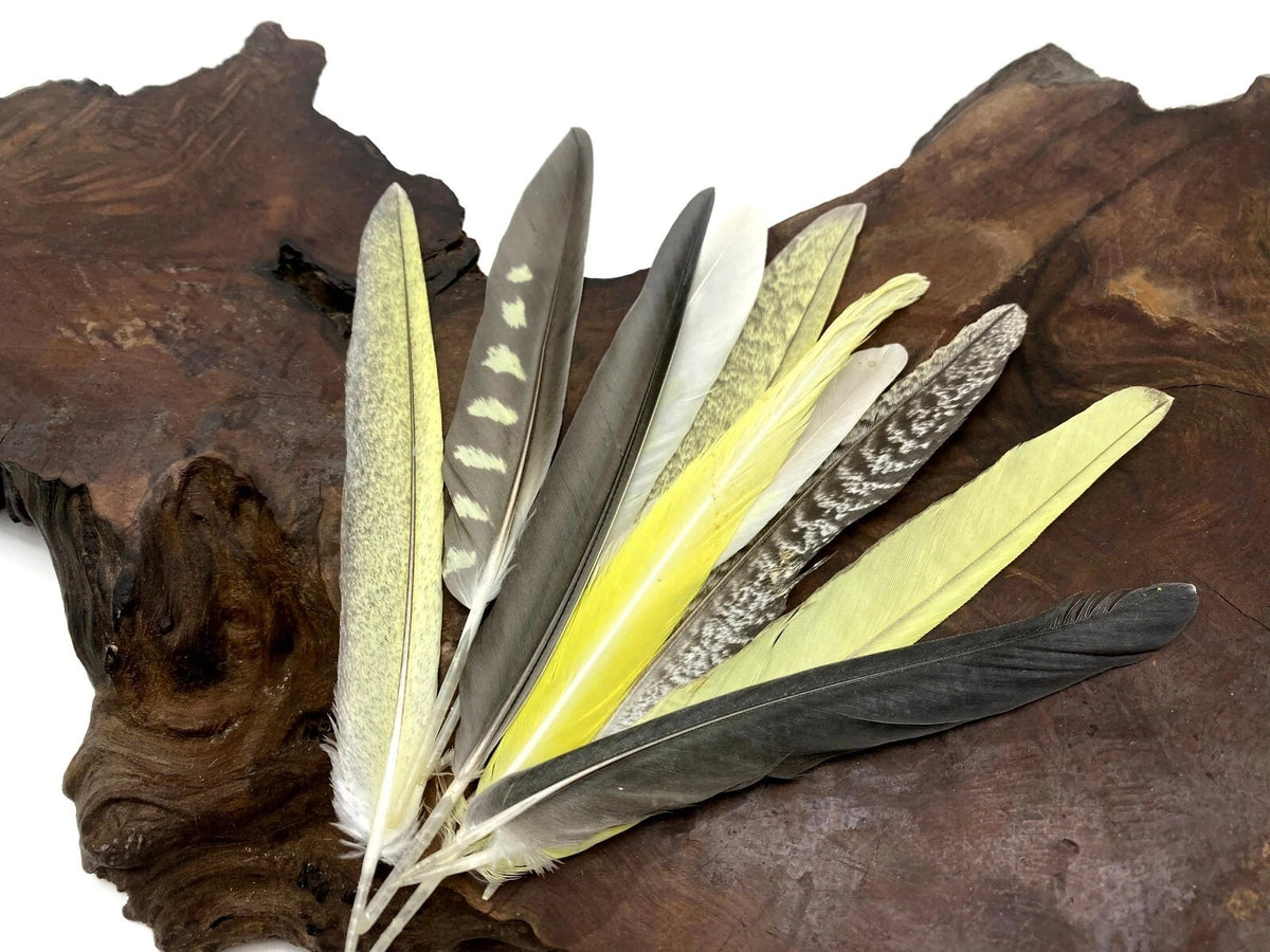 4 Pieces - Multicolor Yellow, Gray, White Cockatiel Wing Ethically Sourced Feathers