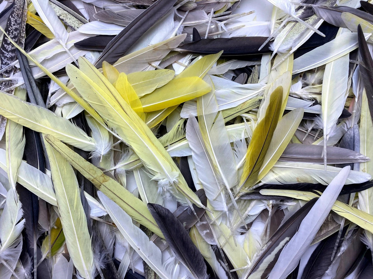 4 Pieces - Multicolor Yellow, Gray, White Cockatiel Wing Ethically Sourced Feathers