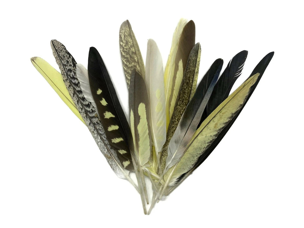 4 Pieces - Multicolor Yellow, Gray, White Cockatiel Wing Ethically Sourced Feathers